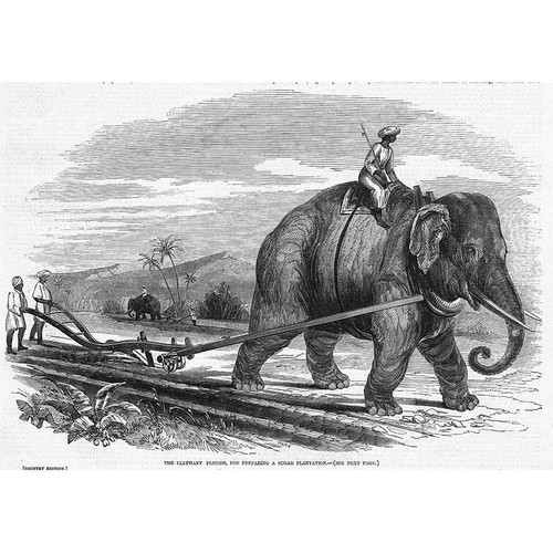 India elephant plough - elephant,